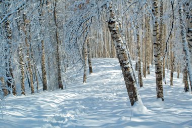 Ormandaki karlı kış