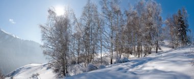 Ormandaki karlı kış