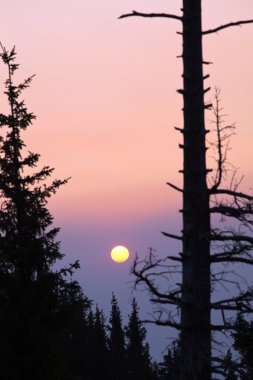 gün batımında orman