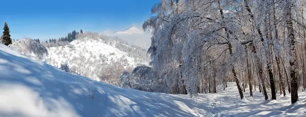 Zasněžené zimy v horském lese — Stock fotografie
