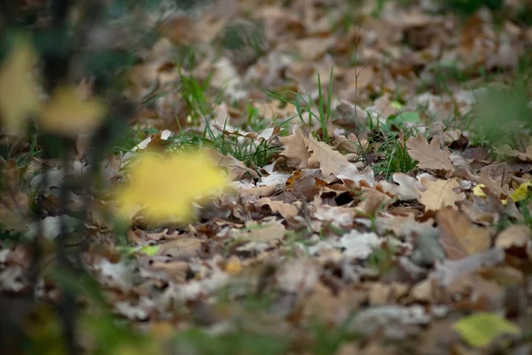 Yellow leaves in forest. Fall in the park. — Stock Photo, Image