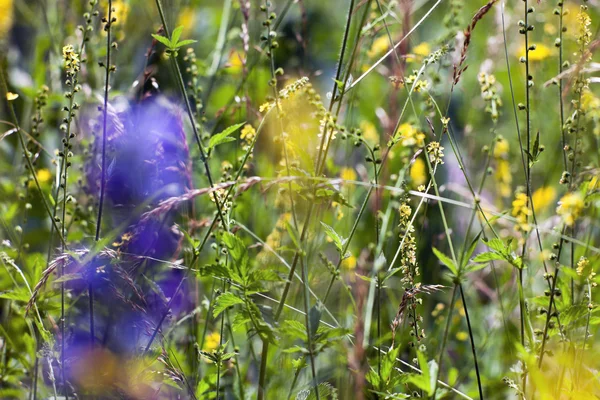 De achtergrond van bloemen. — Stok fotoğraf