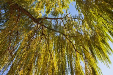 Gün batımında söğüt yaprakları