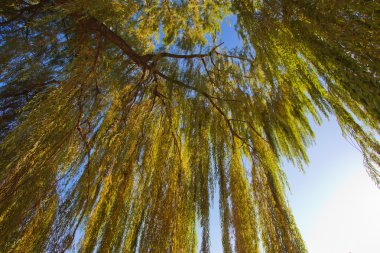Gün batımında söğüt yaprakları