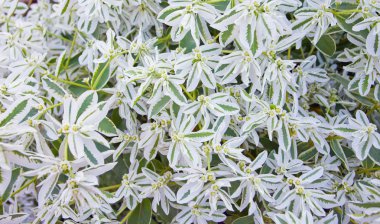 Bahçedeki çiçekler