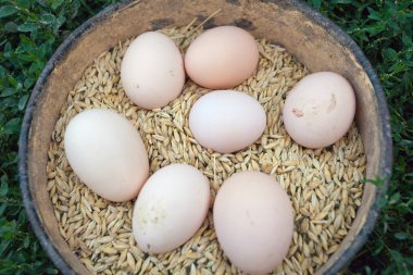 Tahıl arka plan üzerinde yumurta.