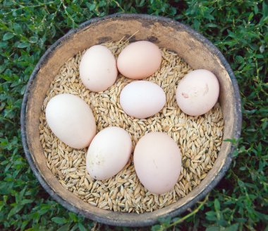 Tahıl arka plan üzerinde yumurta.