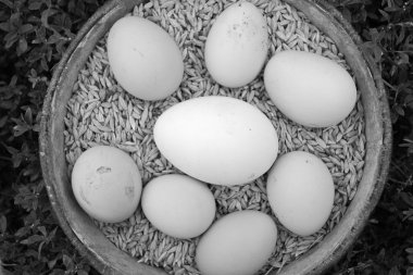 Tahıl arka plan üzerinde yumurta.