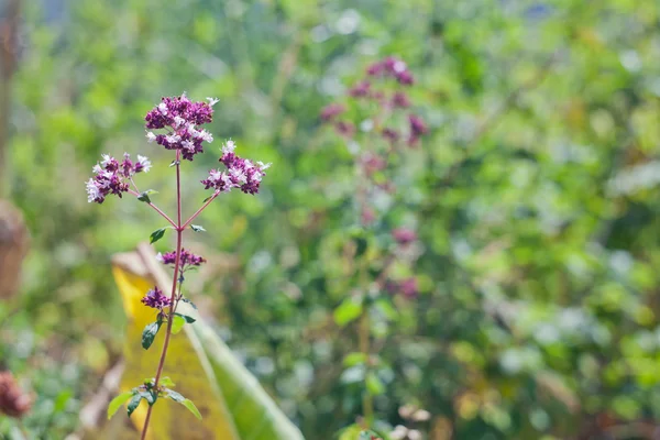 Flores de campo —  Fotos de Stock