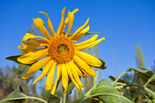 Sonnenblume. — Stockfoto