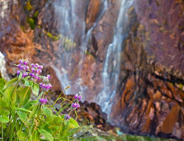 Цветы на фоне водопада . — стоковое фото