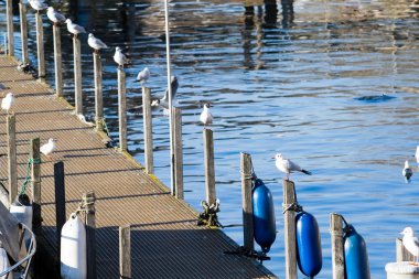 Seagulls bask in the sun of a warm february day
