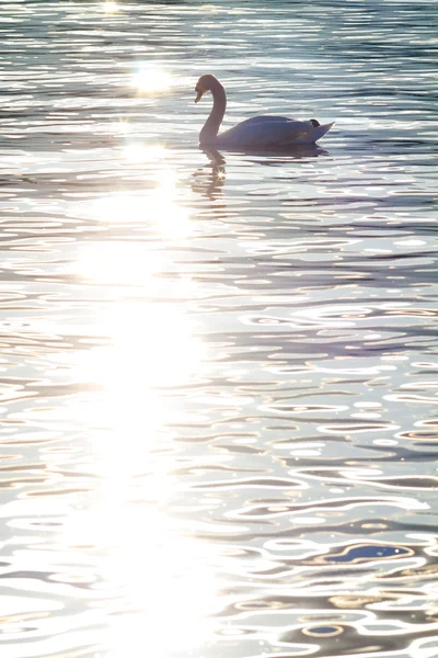 Swan at sunset reflected in water, Zurich. — Φωτογραφία Αρχείου