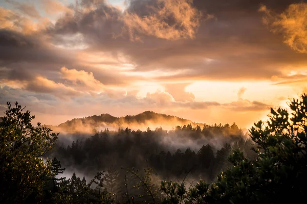 红杉雾蒙蒙的群山上的金色落日 — 图库照片