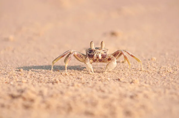 Krab op het zand Rechtenvrije Stockfoto's