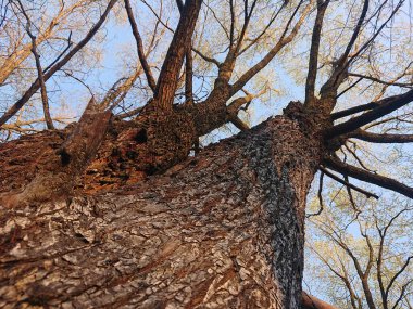 Yapraklarda yanmış ağaç