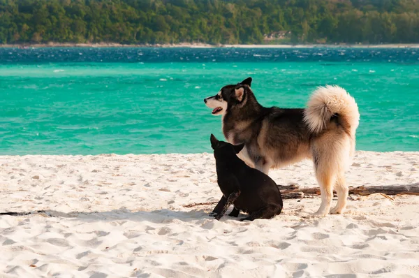 Perro husky siberiano y amigos disfrutan en la playa por la mañana — Foto de Stock