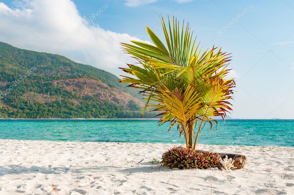 Young coconut tree planted on the sandy beach