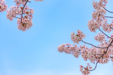 Tokyo, Ja mavi gökyüzü arka plan ile pembe kiraz çiçeği