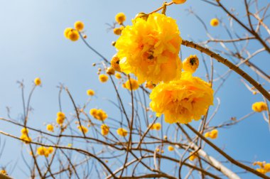 Trompet bir zemin üzerine mavi gökyüzü ile çiçeklenme Tabebuia ağaç