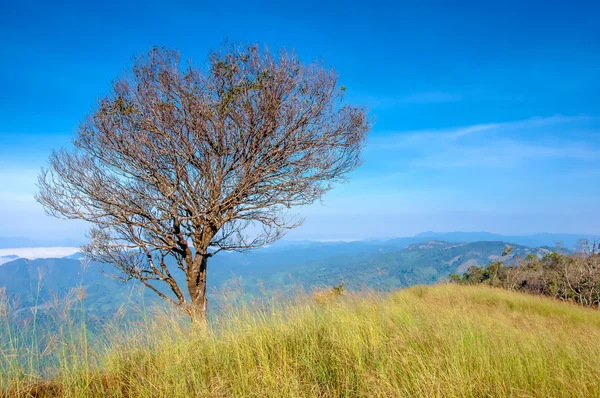 Uma árvore no topo da montanha, Tailândia — Fotografia de Stock