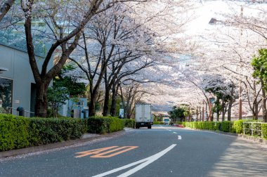 Sakura çiçeği bir iş alanı: Tokyo, Japan