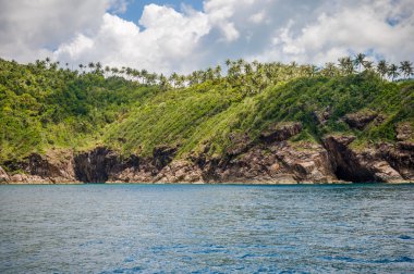 Hindistan cevizi ağacı Samui Adası