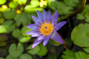 bir havuzda su lilly