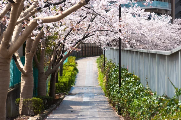 도쿄에서 일본의 공공 공원에서 벚꽃 터널 — 스톡 사진