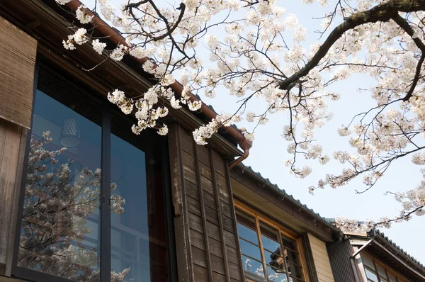 Weißer Sakura-Zweig mit Schatten, der von Fenstern reflektiert wird — Stockfoto