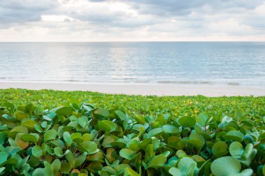 Beyaz kum plaj Beach sabah zafer