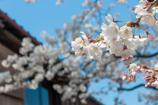 Bir Japon geleneksel ev yakın beyaz sakura şube