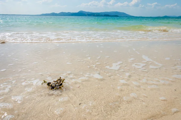 Kırık mercan sahilde küçük parça