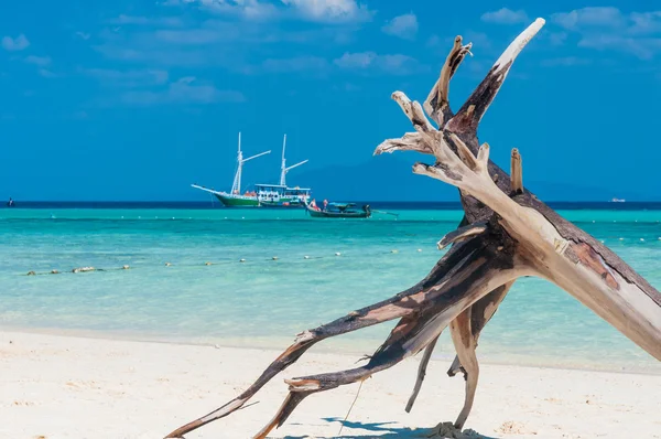 Dry tree on the beach with crystal clear water — Stock Photo, Image