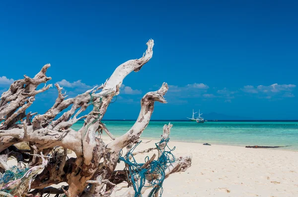 Árvore seca na praia com água cristalina — Fotografia de Stock