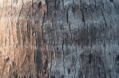 Hindistan cevizi ağacı'nın gövde doku