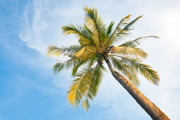 Hindistan cevizi ağacı önünde mavi gökyüzü