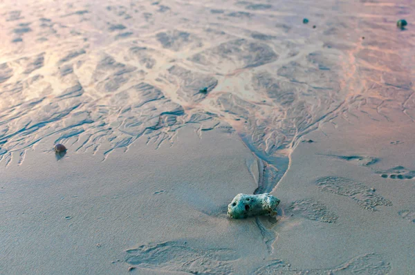 Pequeño pedazo de coral en la playa al atardecer — Foto de Stock