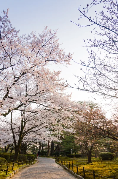 가나자와, 일본에서 공원에 사쿠라 꽃 — 스톡 사진