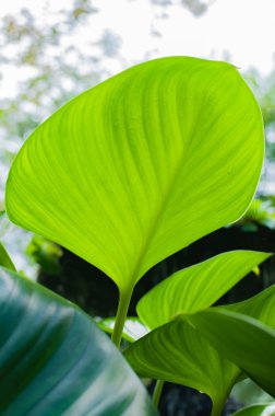 Bir bitkinin Eucharis doku ile büyük yeşil yaprak