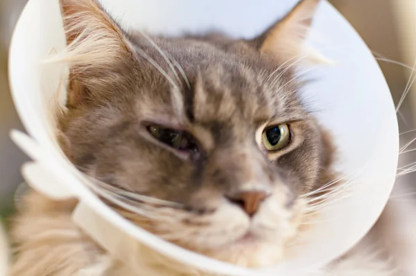 Foco seletivo de um gato doente com cone veterinário na cabeça — Fotografia de Stock