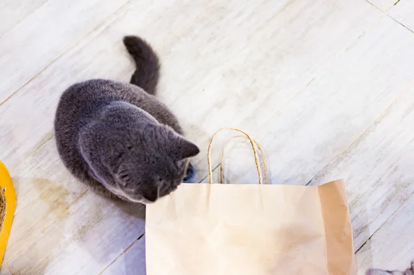 Una bolsa de papel para jugar al escondite con un gato — Foto de Stock