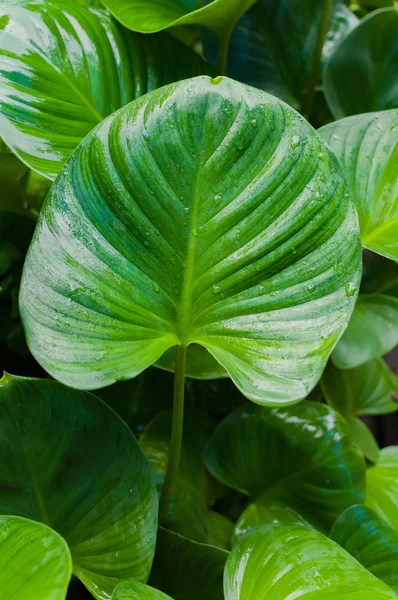 Bir bitkinin Eucharis doku ile büyük yeşil yaprak