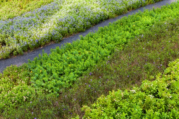 Yeşil bahçe en iyi manzaralı küçük yolu ile