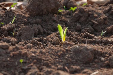 Genç mısır tarlası ilkbahar sabahı çok sığ bir tarlada.