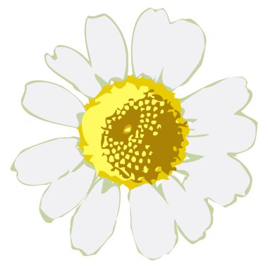 Beyaz papatya çiçeği