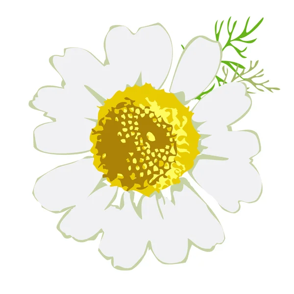 Beyaz papatya çiçeği