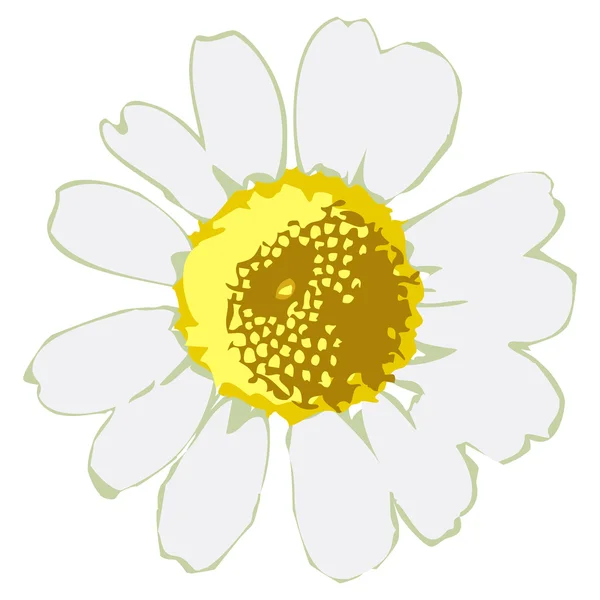 Beyaz papatya çiçeği