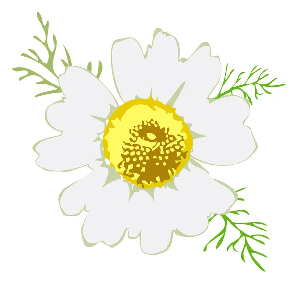 Beyaz papatya çiçeği, papatya beyaz zemin üzerine