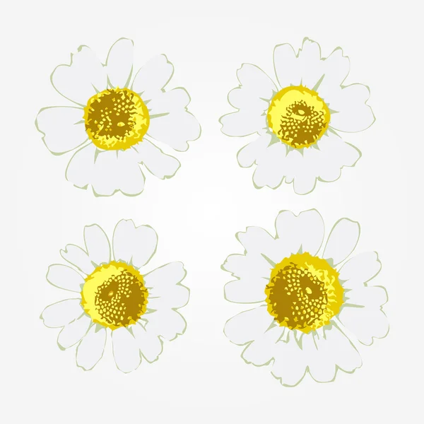 Güzel vektör camomiles